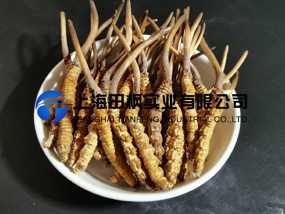 冬蟲(chóng)夏草凍干：中藥材真空冷凍干燥機(jī)應(yīng)用案例