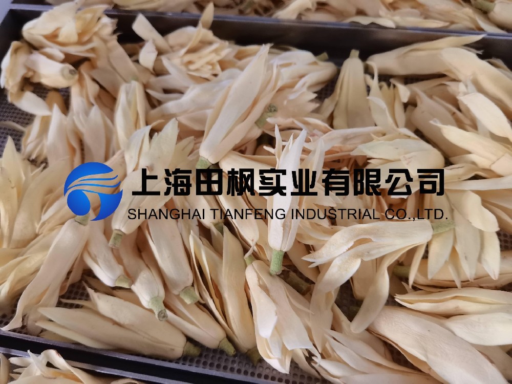 白玉蘭凍干，鮮花凍干機(jī)應(yīng)用于白玉蘭真空冷凍干燥